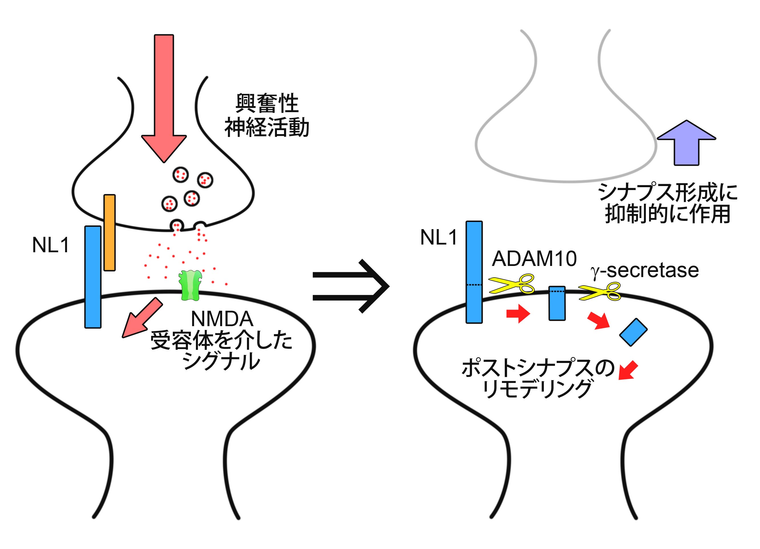 論文概要