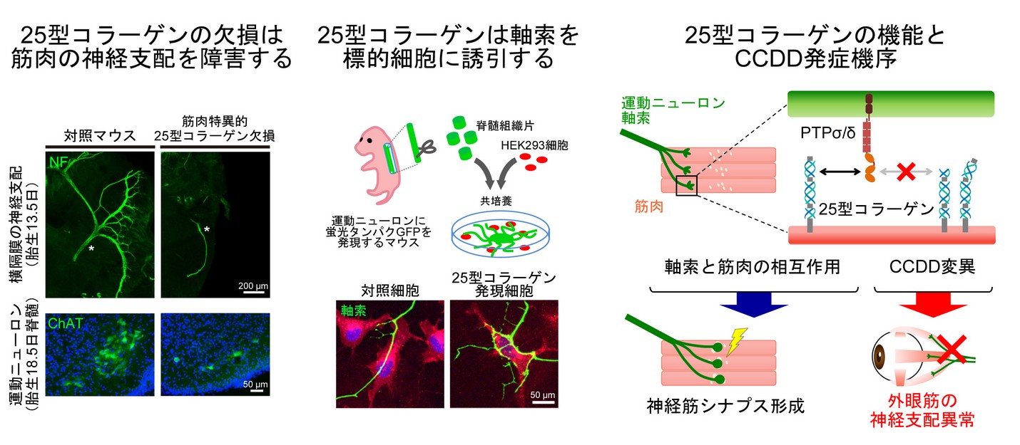 論文概要